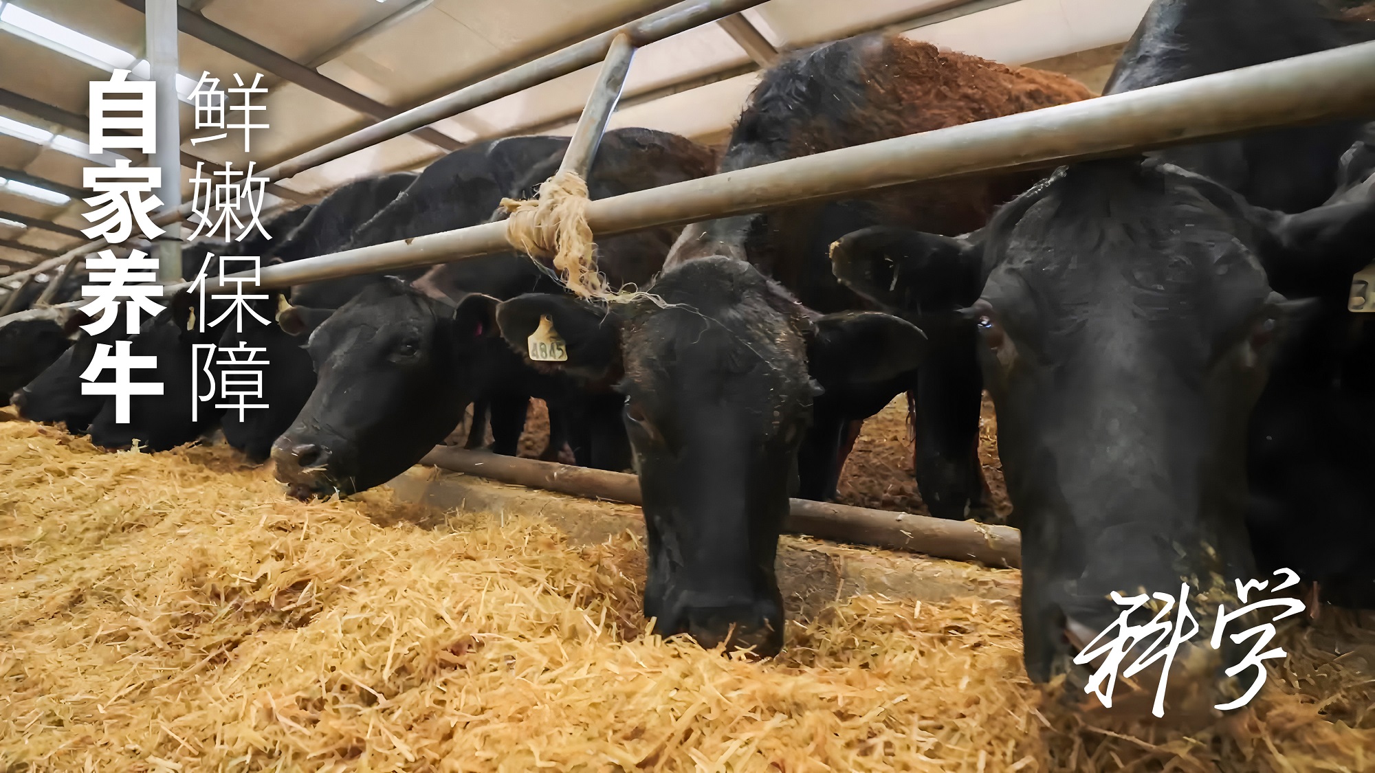 1751868470415838.jpg 5.jpg