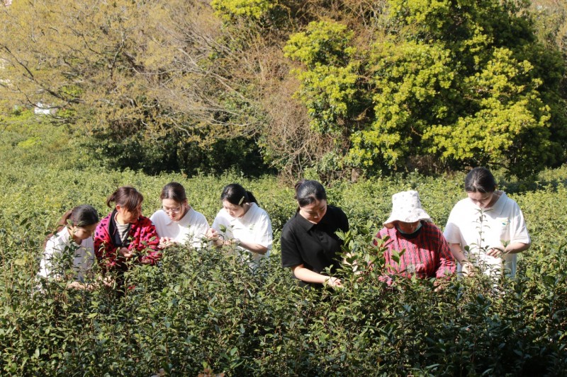 浙江舟旅健院“植此青绿”团队开启普陀佛茶调研,探索产业发展新路径