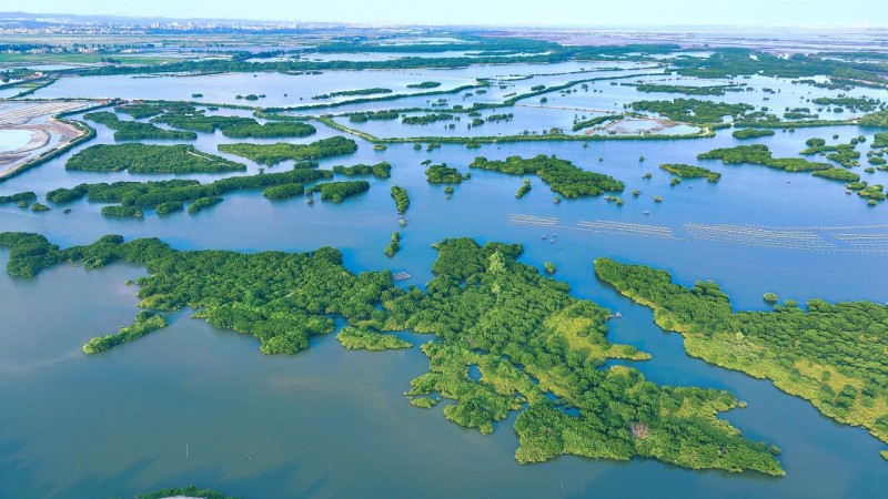 植此青绿 向海而生 —— 校企地共植红树林，绘就绿美湛江生态新篇