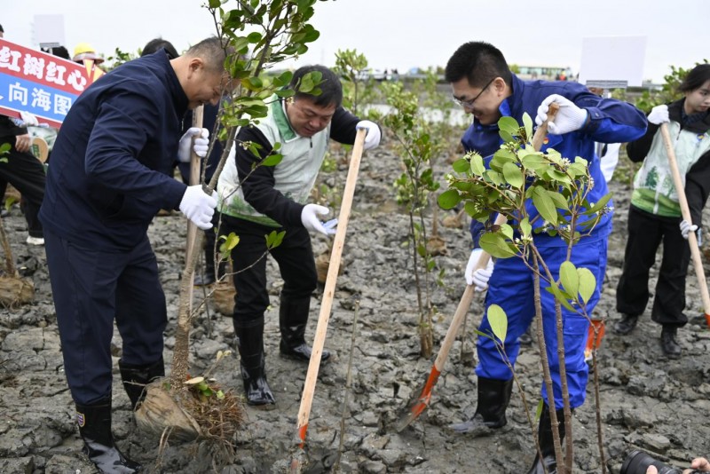 植此青绿 向海而生 —— 校企地共植红树林，绘就绿美湛江生态新篇
