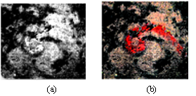 nature系列期刊最新发表:重庆理工大学团队携手莱森光学,以高光谱成像