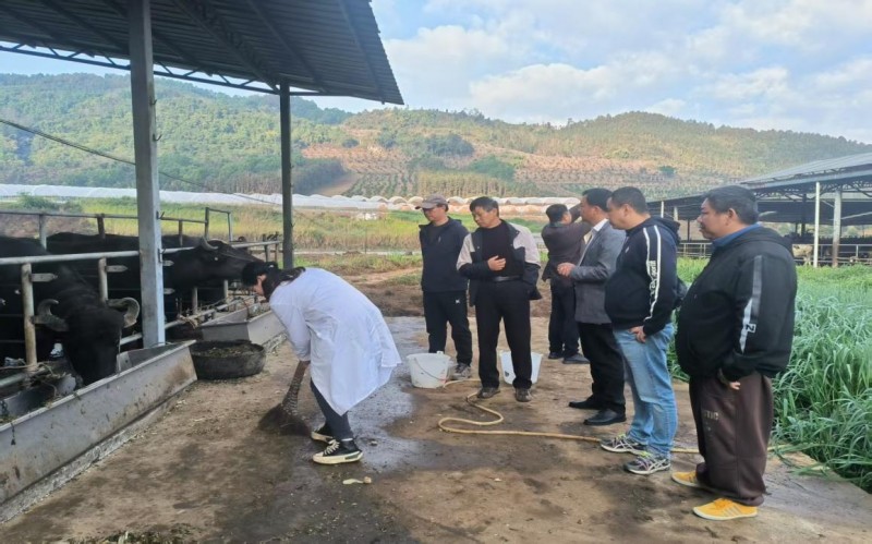 《芒市农民院士科技服务站赴芒丙村开展调研指导,助力养殖发展》