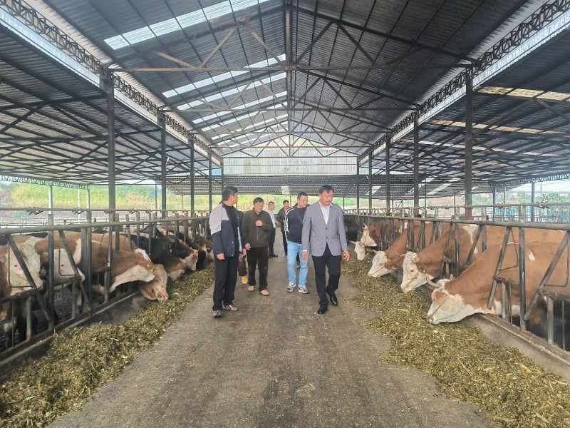 《芒市农民院士科技服务站赴芒丙村开展调研指导,助力养殖发展》