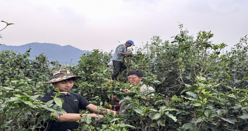 “绿叶变金叶”古茶新绘-学生团队赋能茶产业振兴促农增收