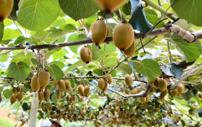 安发生物:以高品质生态原材料夯实企业发展基石,“链”就乡村振兴新图景