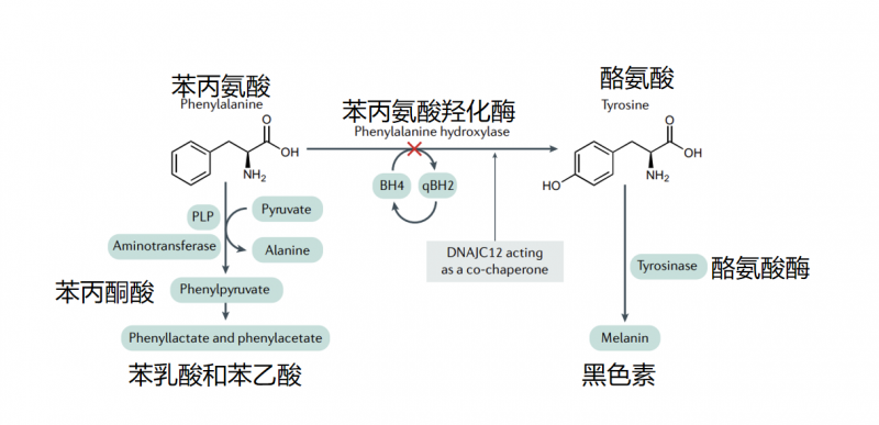 全球首创!赛立复获中美双专利:nadh治疗苯丙酮尿症取得大进展