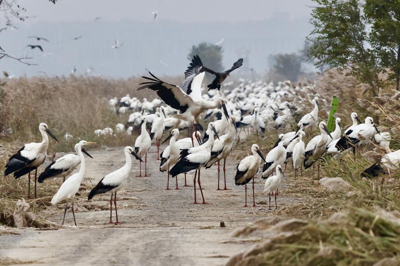 超500只濒危东方白鹳“组团”栖息南大港湿地